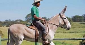 Fim do peão tradicional? O que esperar da pecuária nos próximos anos