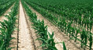 milho resistente a escassez hidrica - milho sem chuva
