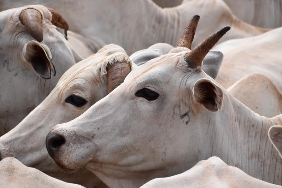 vaca nelore com carangueijo na face cabeca - Samuka Aymoré, filha do Famur de Naviraí