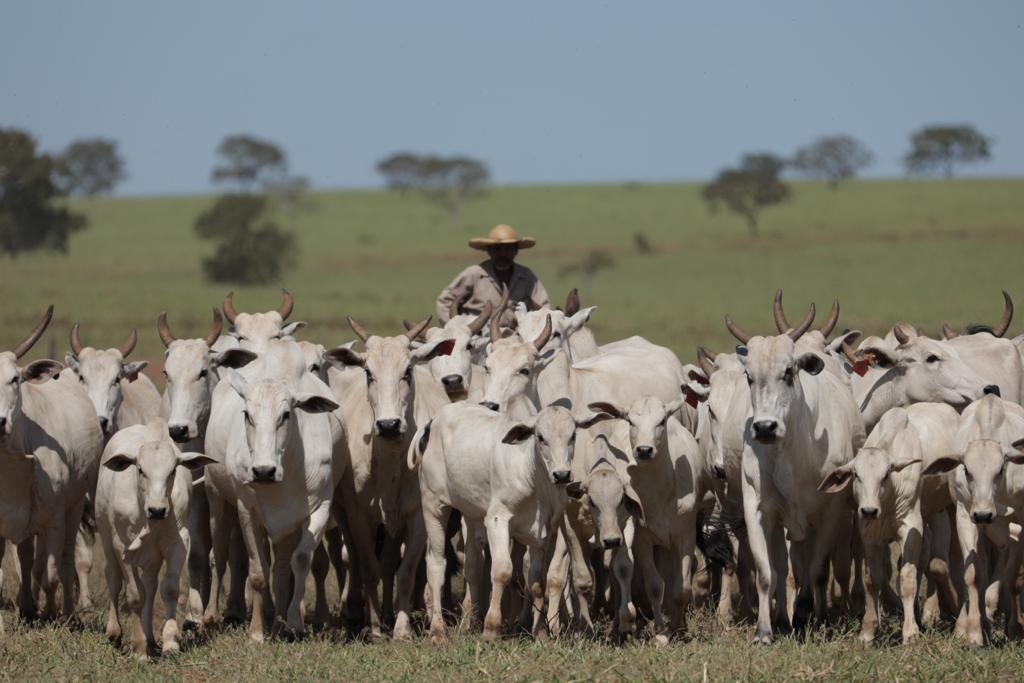 vaqueiro boiadeiro tocando vacas vacada nelore - nelore grupo costa -