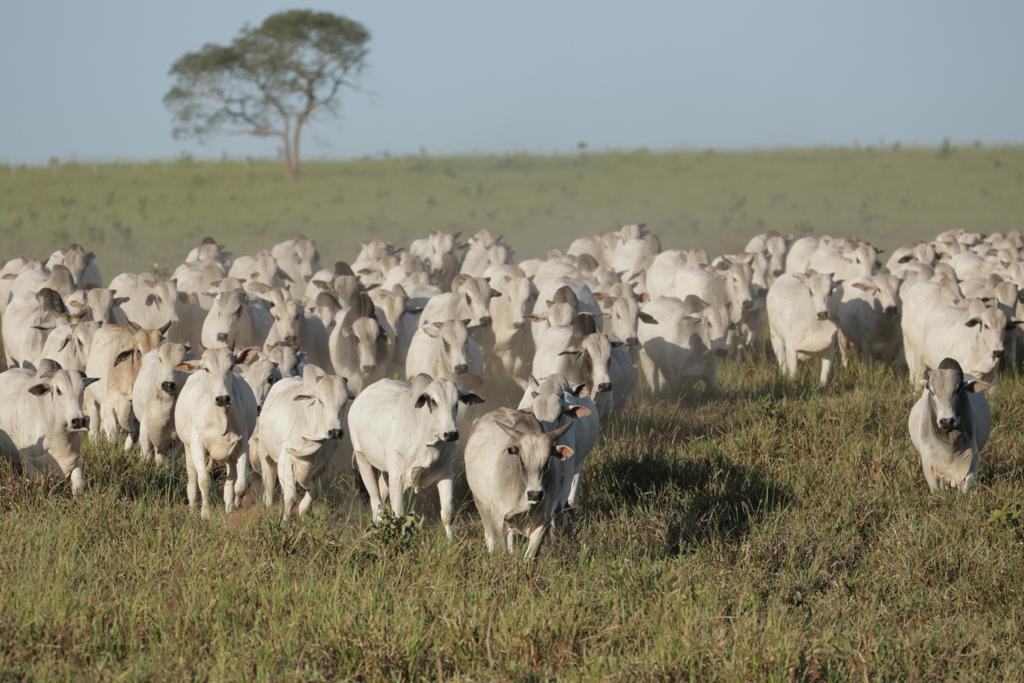 vaqueiro boiadeiro tocando vacas vacada nelore - nelore grupo costa - 2