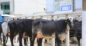 Megaleite 2022: BH começa a se transformar na capital do leite