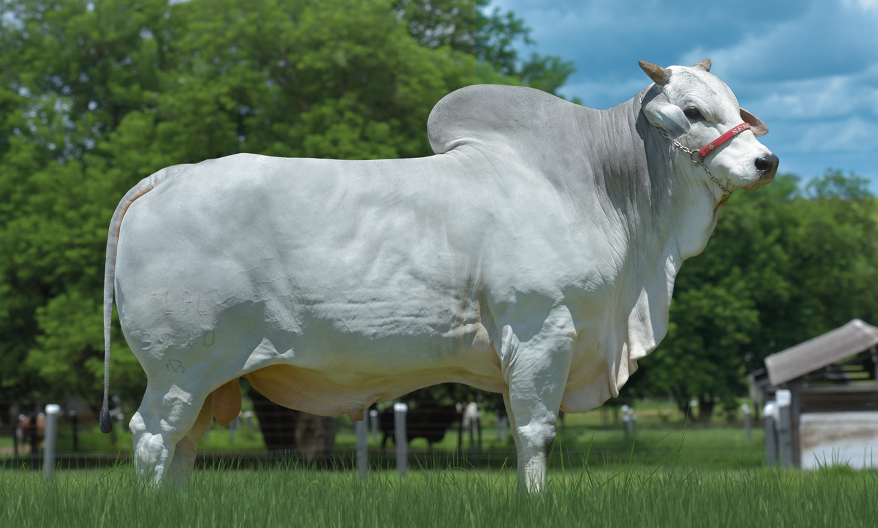 Atol da Elge - Semex