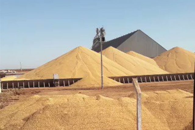 Cargill milho a céu aberto