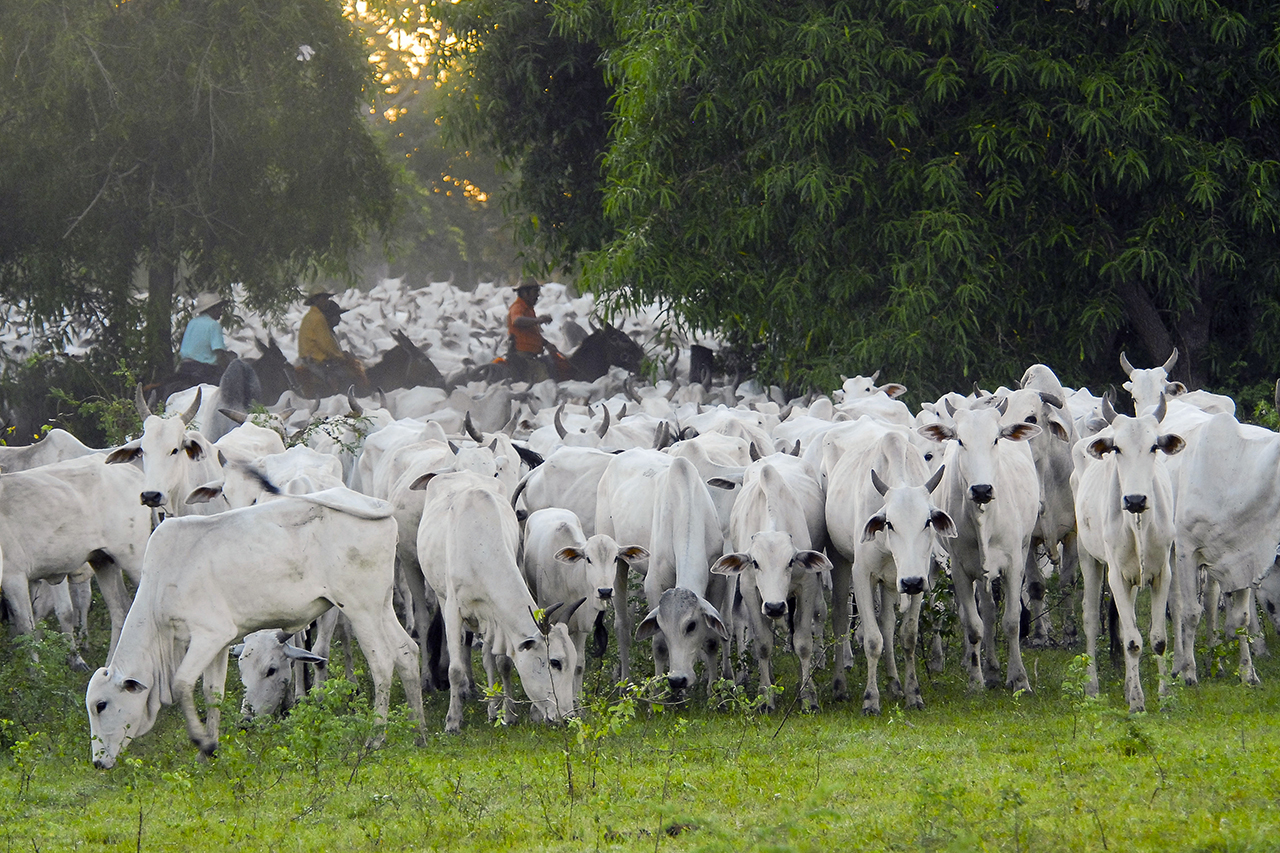 Boas práticas de manejo de gado