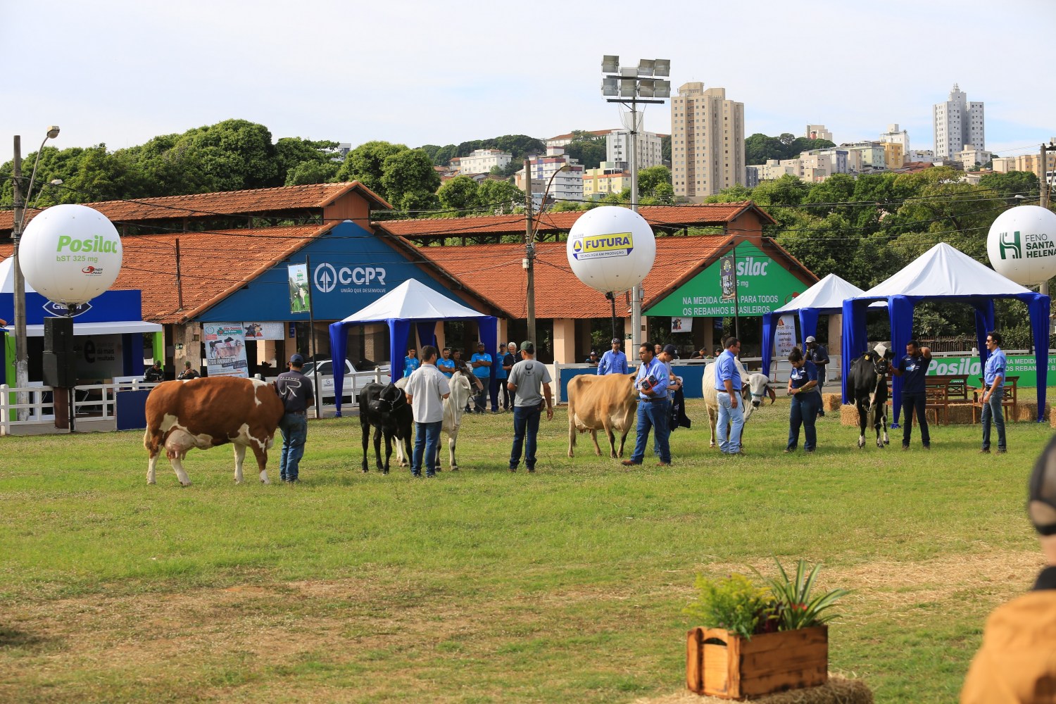 Desfile de animais na abertura da Megaleite