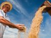 Edair Marchezam produtor de arroz em São Borja:RS Foto Claudio Fachel:Palácio Piratini