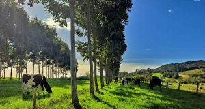 Equilíbrio no sistema silvipastoril promove benefícios a propriedades rurais
