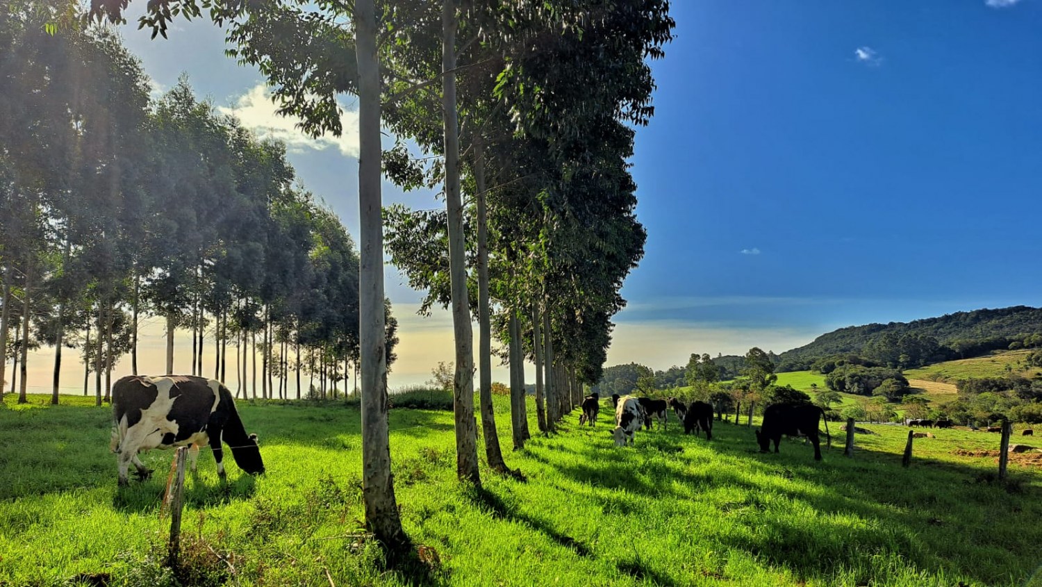 Equilíbrio no sistema silvipastoril promove benefícios a propriedades rurais