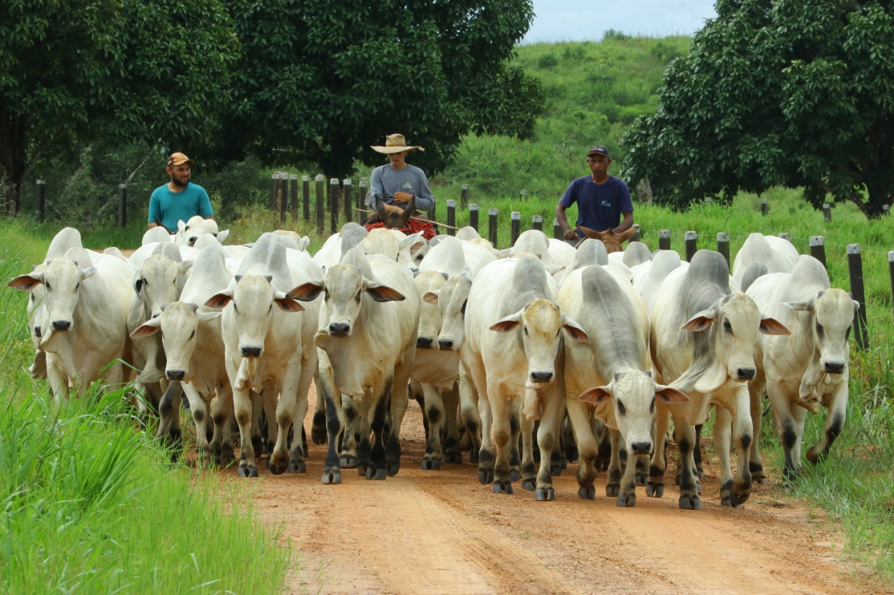 Fazenda Tapajós Nelore PO - Itaituba - PA 2 - gado nelore 2