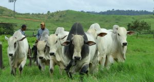 Fazenda Tapajós Nelore PO - Itaituba - PA 2 - touros nelore