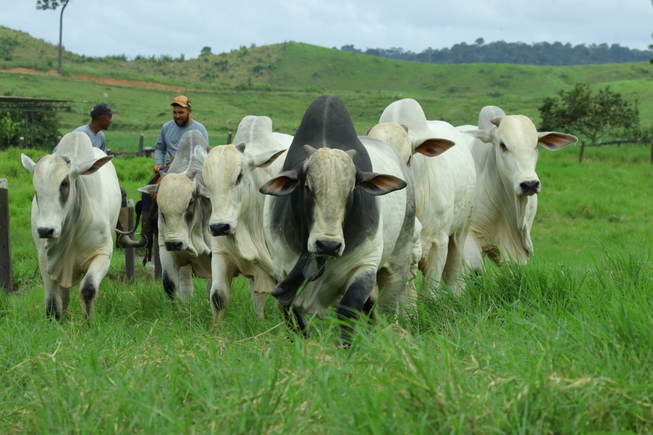 Fazenda Tapajós Nelore PO - Itaituba - PA 2 - touros nelore