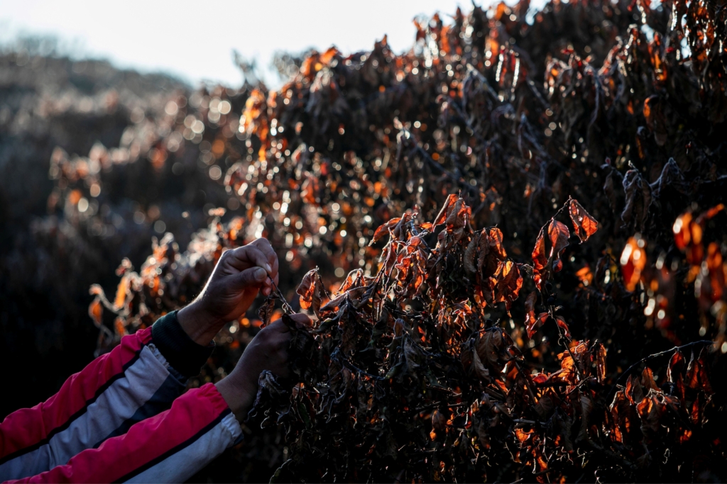 Frio chegando exige cuidado redobrado na nutrição pós-colheita do cafezal