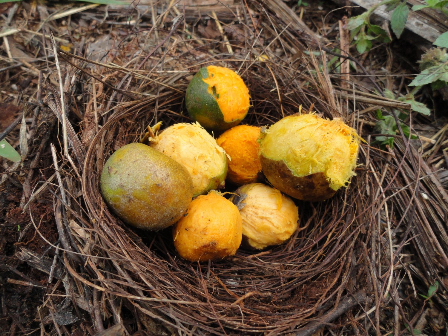 Foto de fruto de macaúba