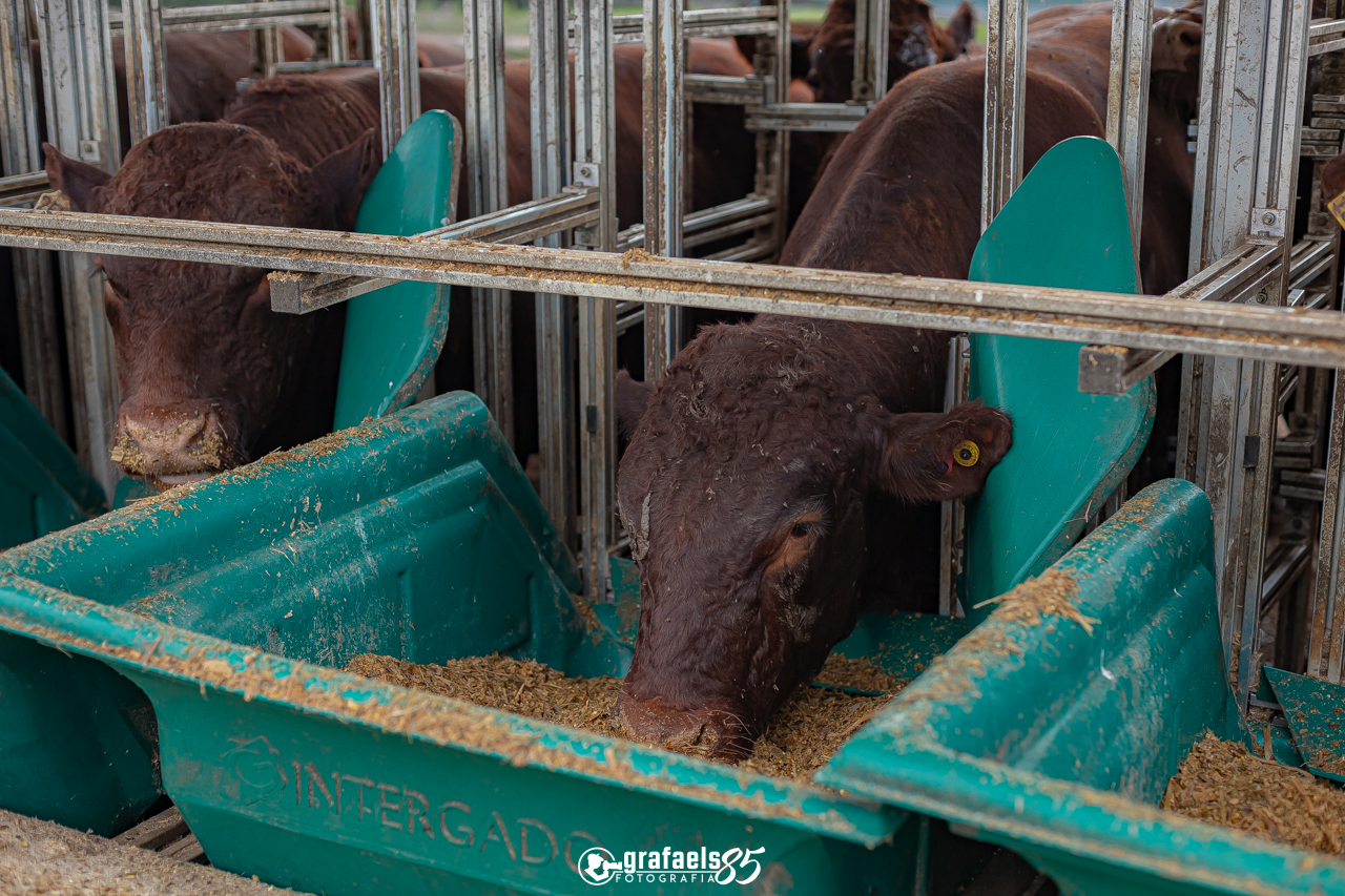 Fotografo Gustavo Rafael - terceira edição do Teste de Eficiência Alimentar da raça Devon