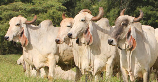 Indubrasil na Fazenda Tamboril do Cassú 3 - foto Jadir Bison