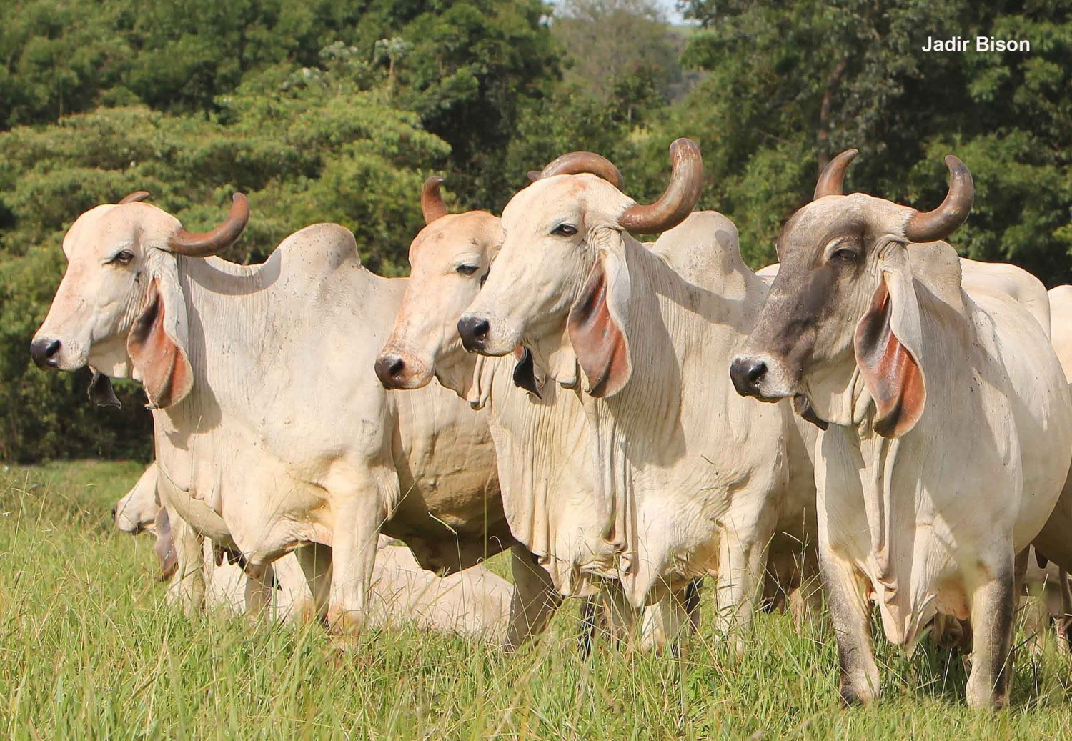 Indubrasil na Fazenda Tamboril do Cassú 3 - foto Jadir Bison