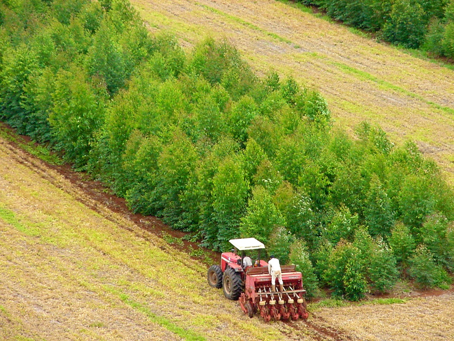 Integração lavoura pecuária floresta- Embrapa Cerrados - plantando trator eucalipto