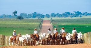 JBJ Agropecuária - comitiva estrada boiadeira - gado nelore - vaqueiros com mulas - fotao