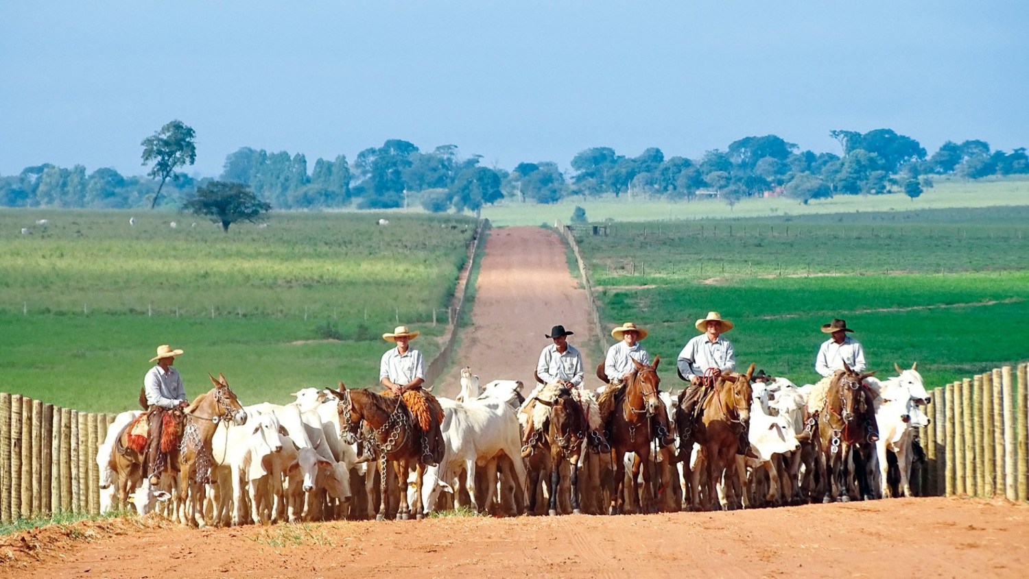 JBJ Agropecuária - comitiva estrada boiadeira - gado nelore - vaqueiros com mulas - fotao