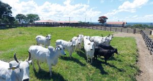 JBJ Agropecuária - vacas nelore com bezerro de cruzamento industrial angus