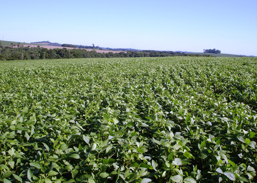Novo fertilizante fosfatado à base de enxofre aumenta a produtividade da soja