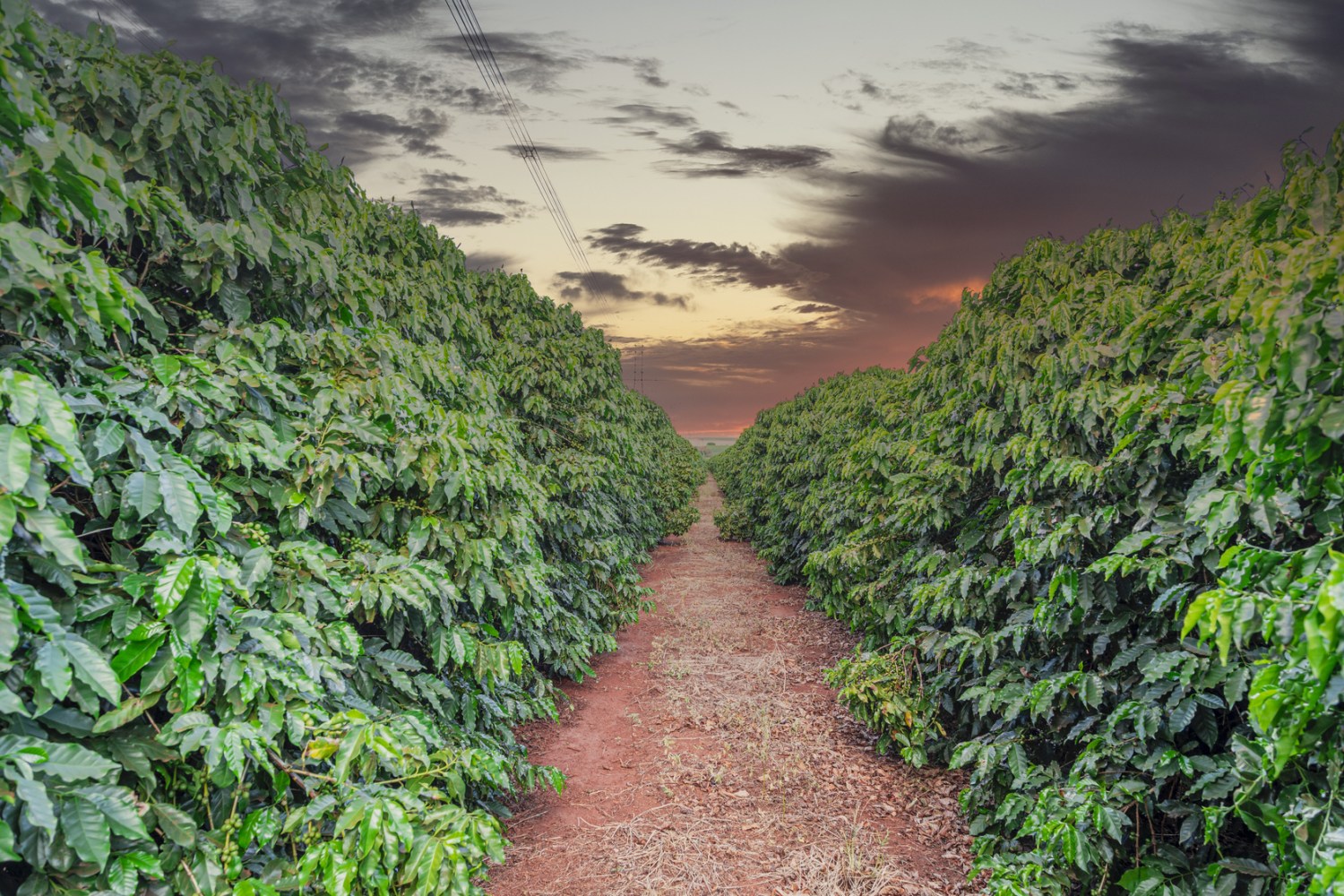 Um dos segredos dos cafés especiais está no solo