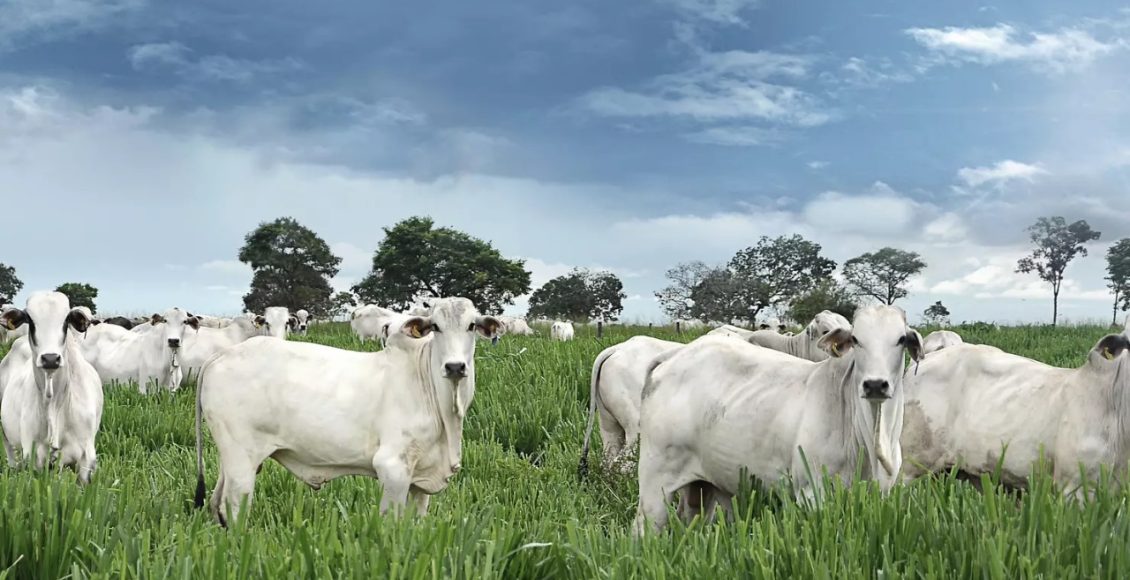 Principais fatores para o gado ganhar peso no pasto