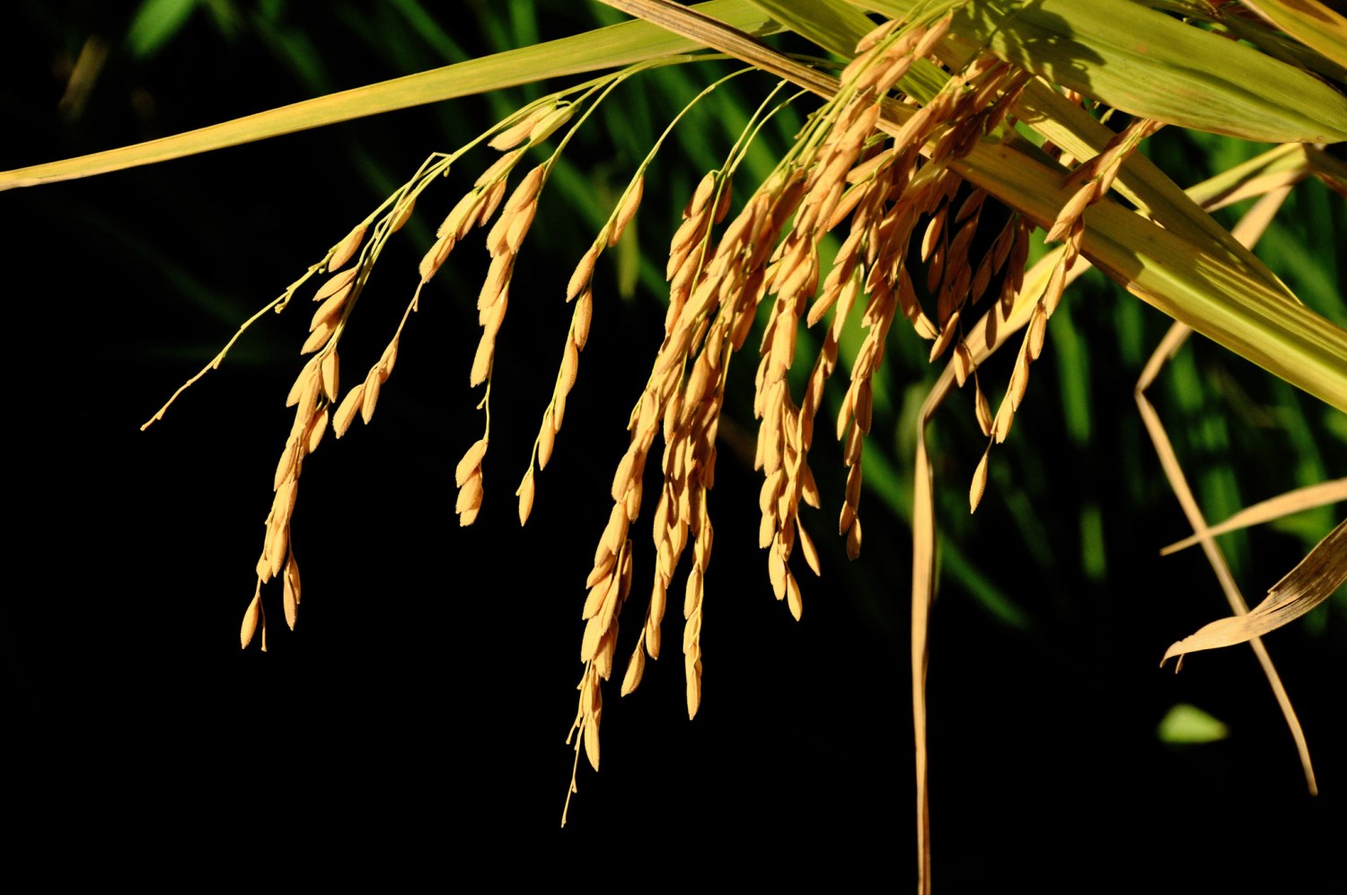 RIO GRANDE DO SUL, BRASIL Cacho de arroz Foto Fernando Dias:Seapa