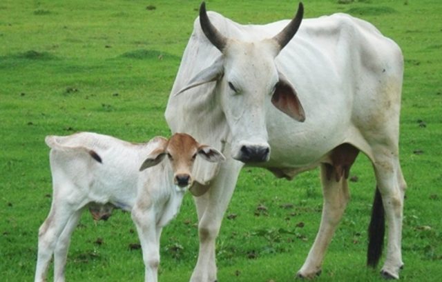 vaca mata idosa