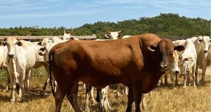 Touro Composto Montana cobrindo vaca Nelore a campo