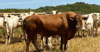 Touro Composto Montana cobrindo vaca Nelore a campo