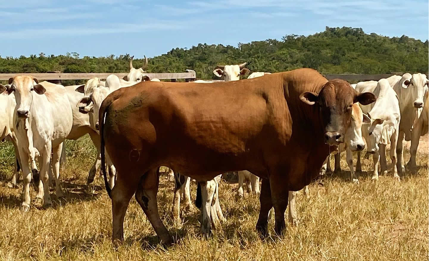 Touro Composto Montana cobrindo vaca Nelore a campo