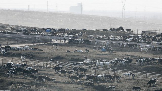 mais de 10 mil cabeças de gado morrem