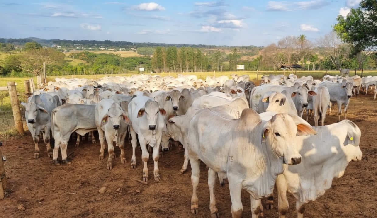 Embrapa Cerrados inicia 25º Teste de Desempenho de Touros Jovens