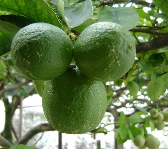 limão tahiti