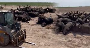 Estresse por calor mata cerca de 10.000 cabeças de gado em confinamento do Kansas