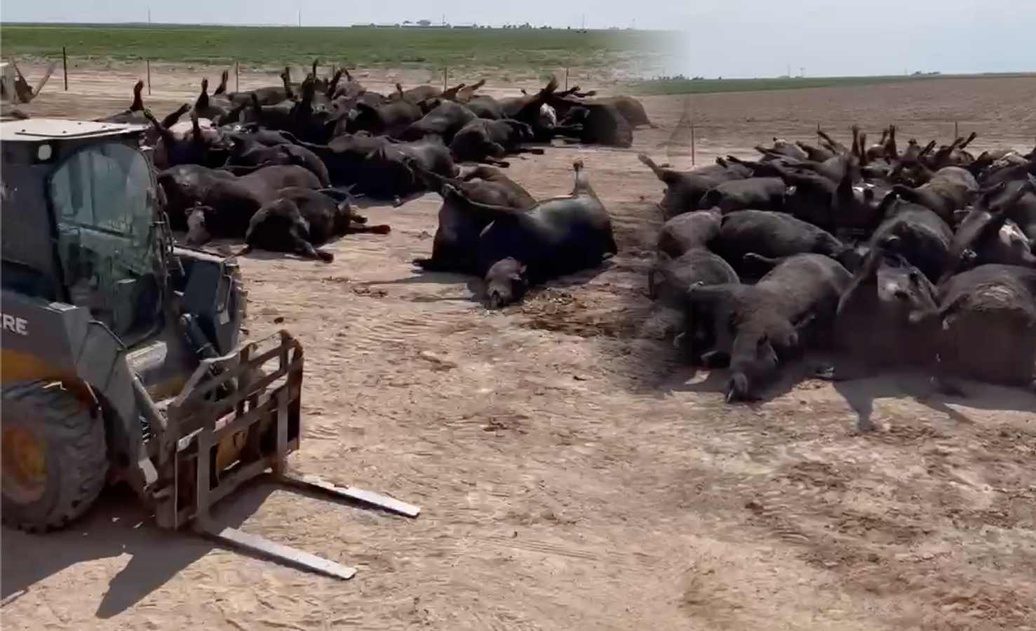 Estresse por calor mata cerca de 10.000 cabeças de gado em confinamento do Kansas