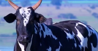vaca LAMBONA L. CANÇADO - capa