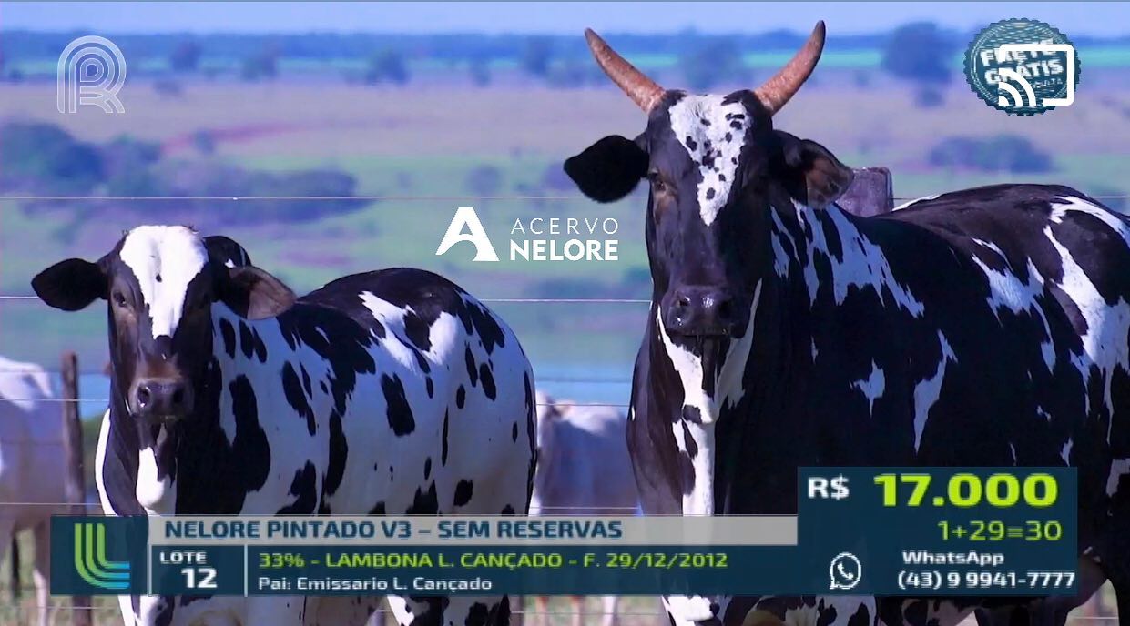 vaca LAMBONA L. CANÇADO