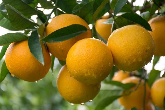 Laranja