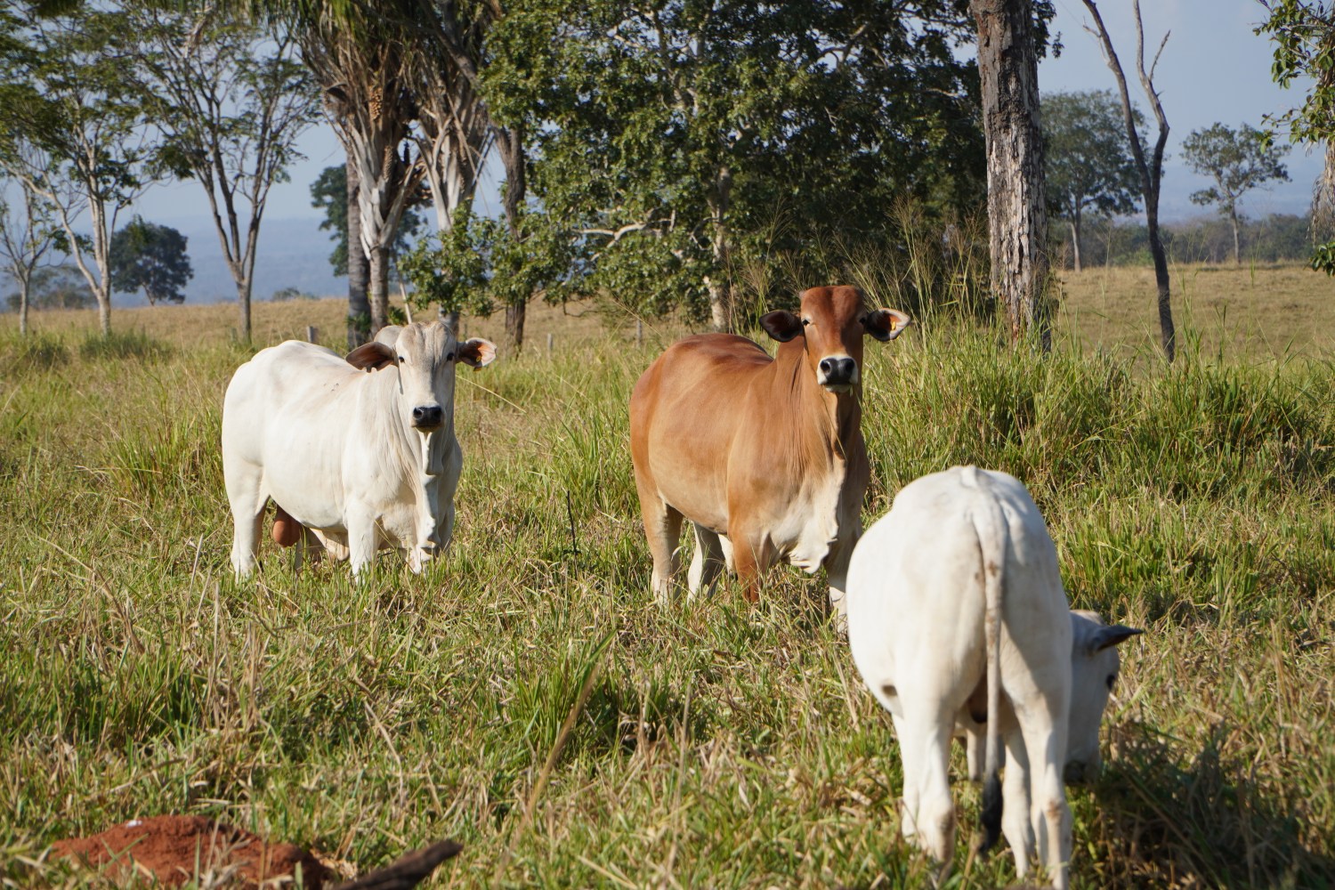 Adubação de pastagem é garantia de mais arroba por hectare