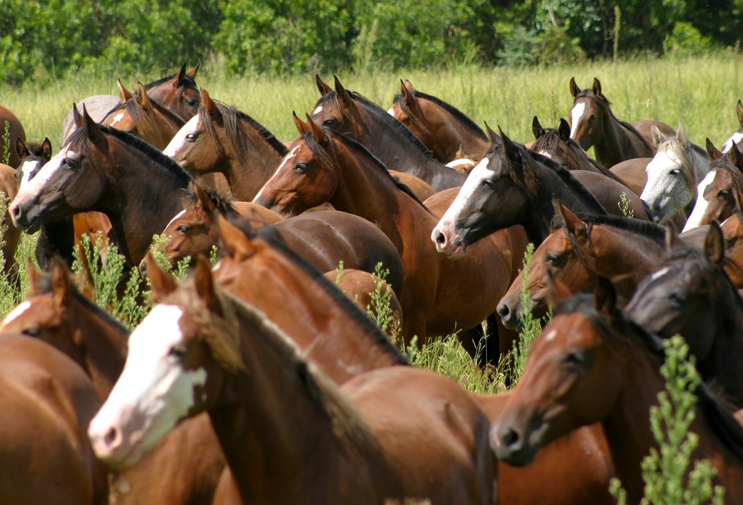 Cavalo Crioulo - Crédito José Guilherme Martini Divulgação