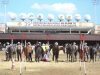 Exposição Nacional Ram do Cavalo Mangalarga Marchador