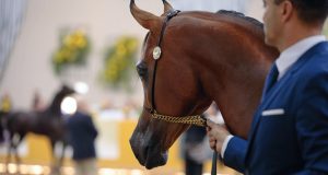 Exposição Nacional do Cavalo Árabe reúne criadores de 14 países no interior de SP