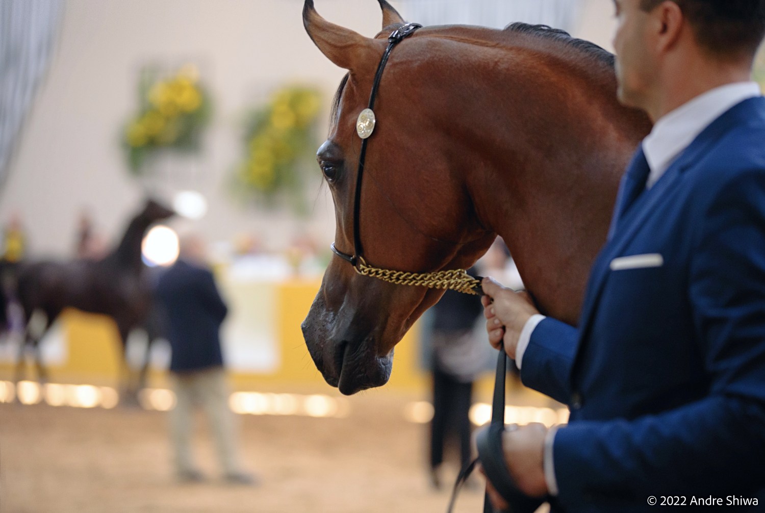 Exposição Nacional do Cavalo Árabe reúne criadores de 14 países no interior de SP