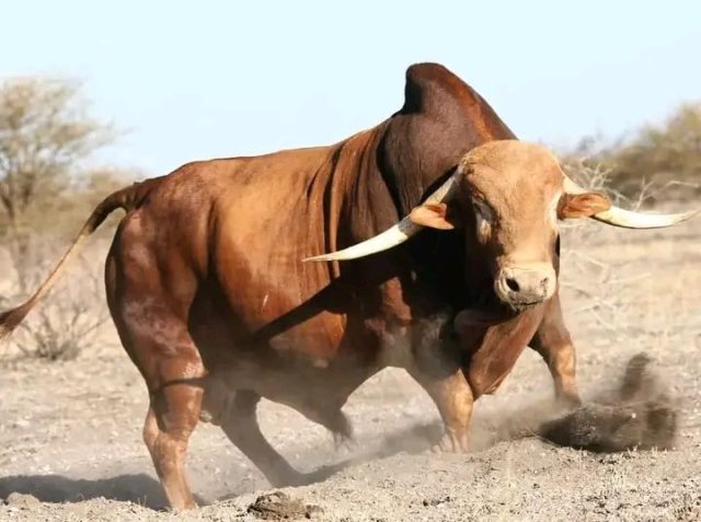Afrikaner