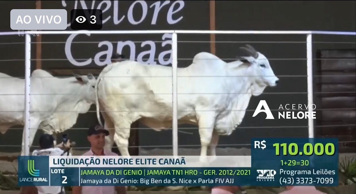 JAMAYA DA DI GÊNIO e seu clone