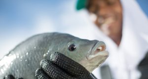 Piscicultura Tilapia - Goiás