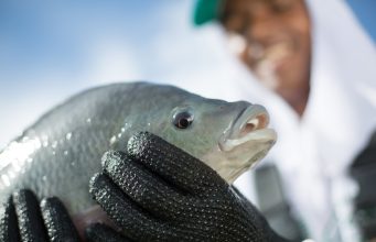 Piscicultura Tilapia - Goiás